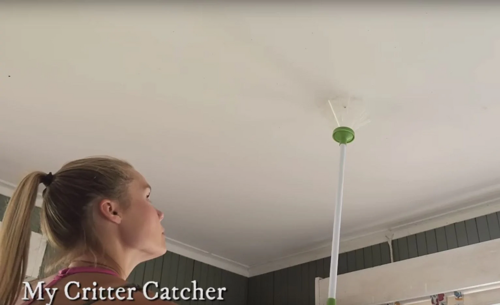 Insect catcher