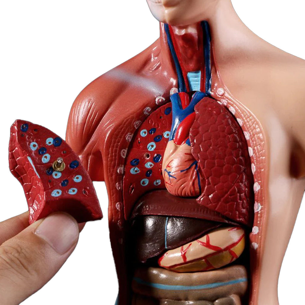 Belleza Anatomical Torso 15 pieces
