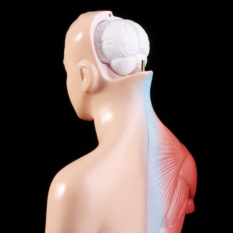 Belleza Anatomical Torso 15 pieces