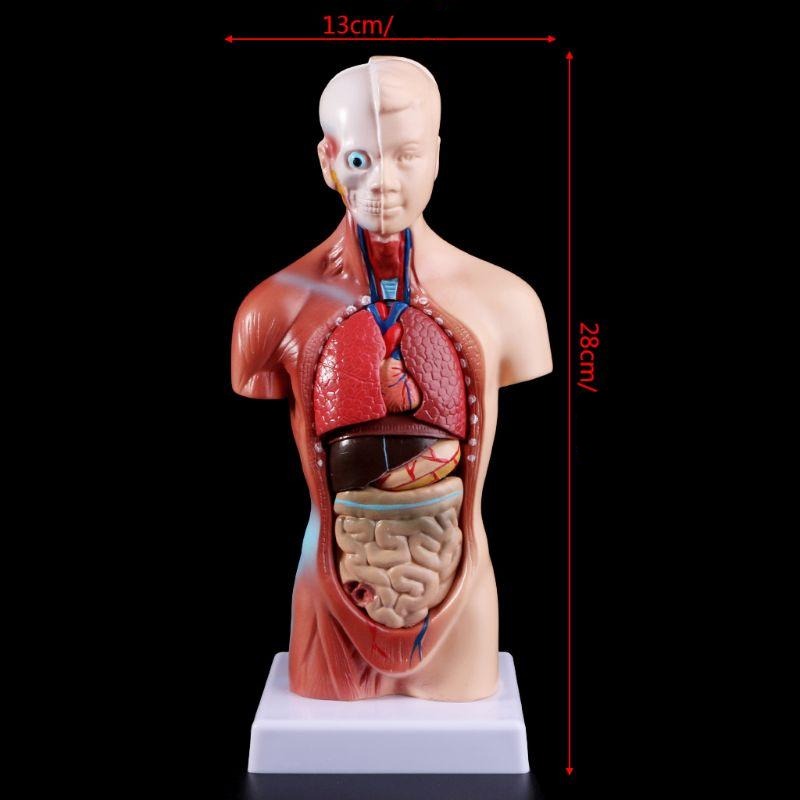 Belleza Anatomical Torso 15 pieces