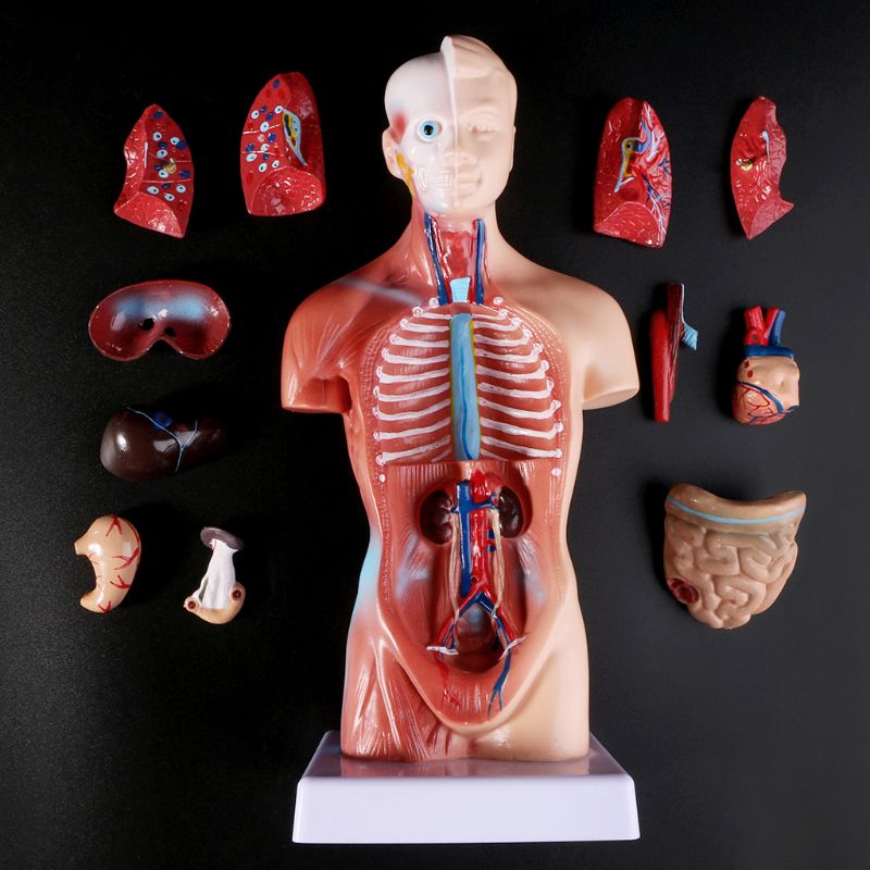 Belleza Anatomical Torso 15 pieces