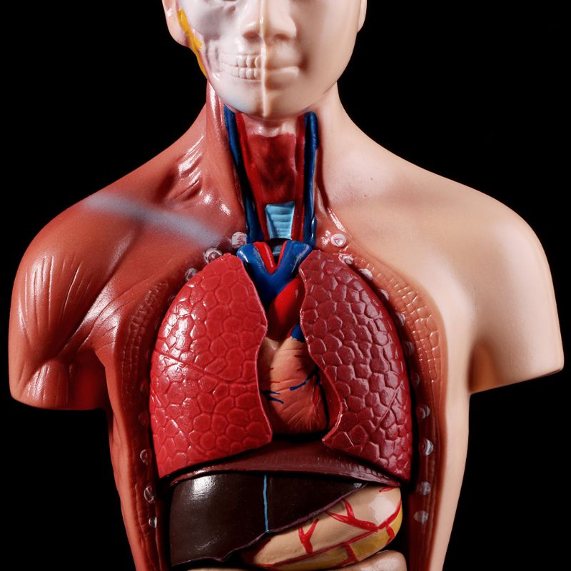 Belleza Anatomical Torso 15 pieces